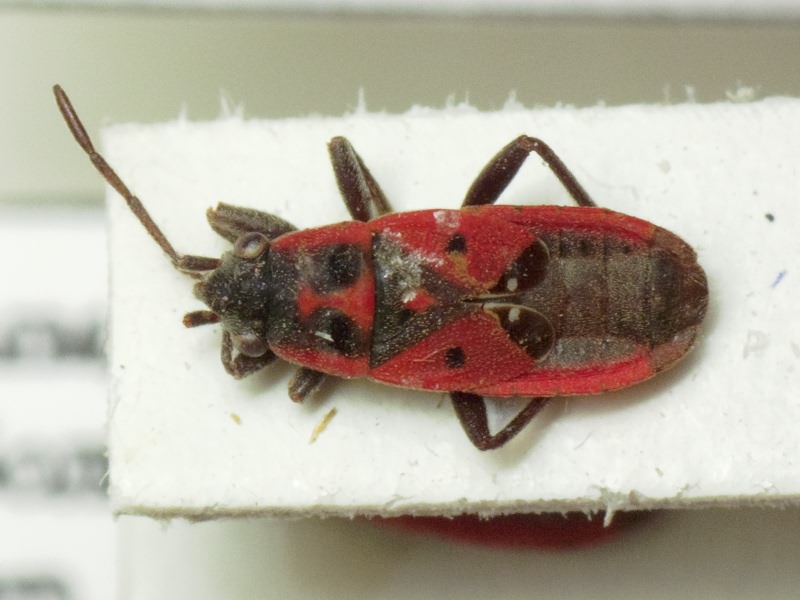Melanocoryphus tristrami (Douglas & Scott, 1868)